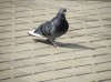 Bordeaux Pigeon